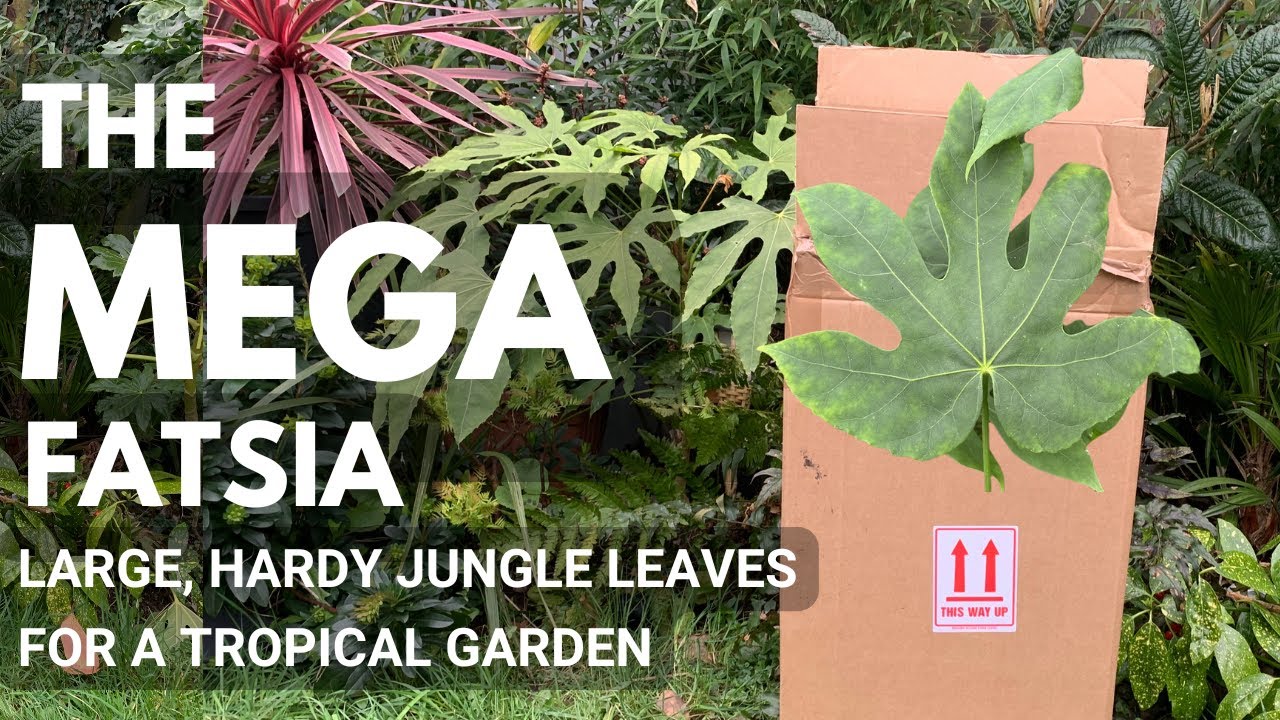 MegaFatsia: A Hardy Jungle Plant + Must-Know Care Tips!