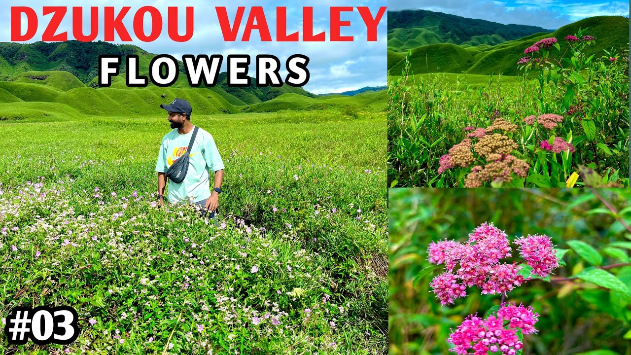 Dzukou Valley, exotic flowers 🌺🌸 ||  कही स्वर्ग है तो यही है 😮