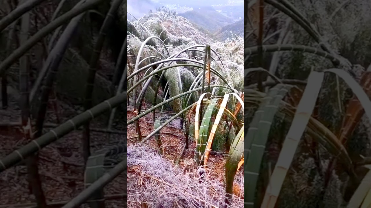 Why Do Trees Crack in Extreme Cold? Shocking Winter Science Explained!