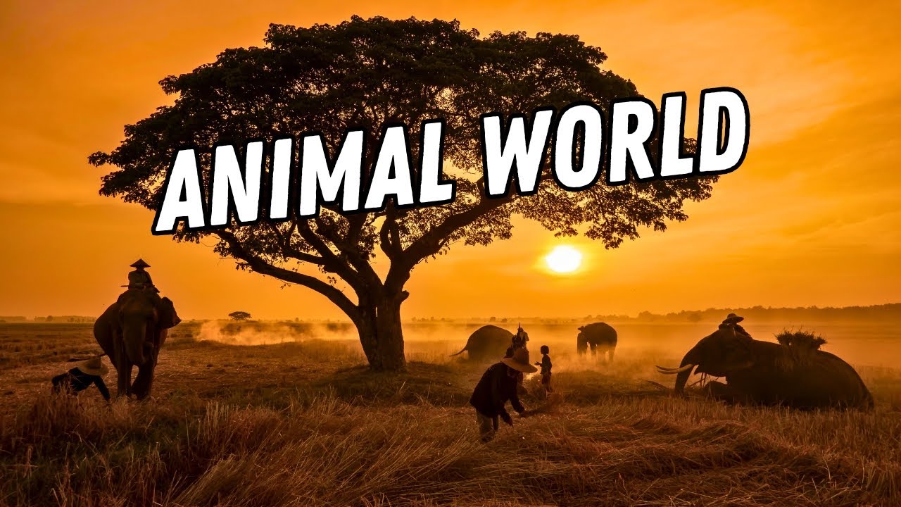 Animal World in 4K - 1 Hour of Divine Nature and Relaxing Music