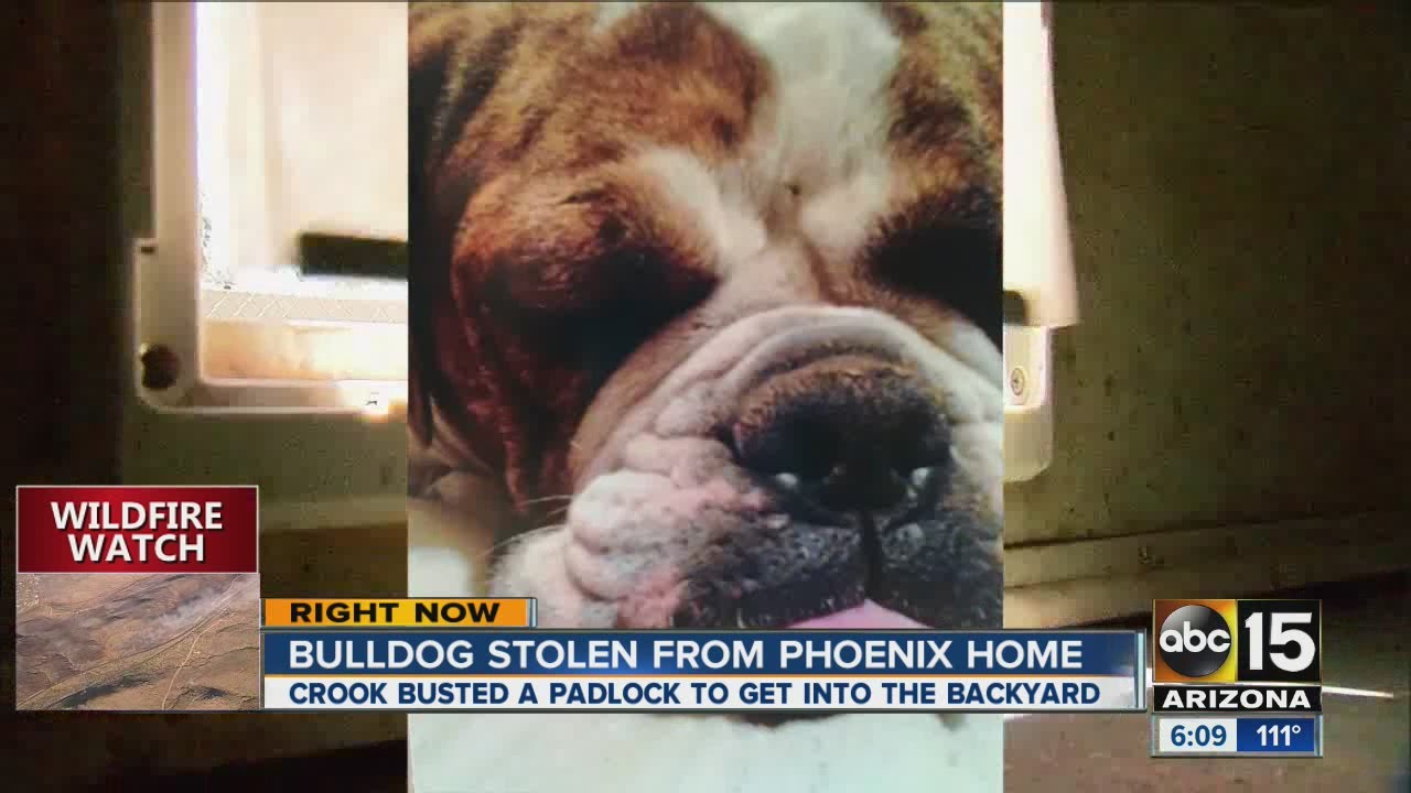 Dog stolen right out of a family’s backyard