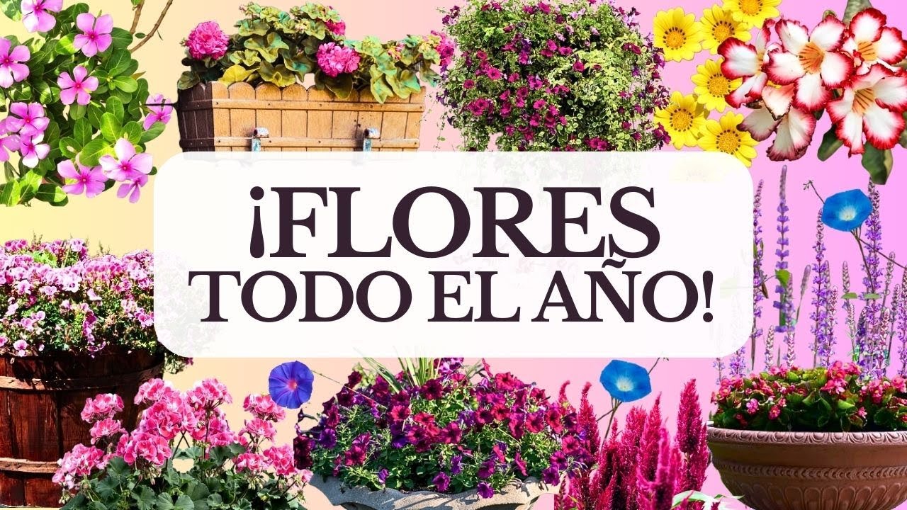 22 Plantas que FLORECEN TODO EL AÑO sin mucho cuidado| Jardín colorido #plantas #flores