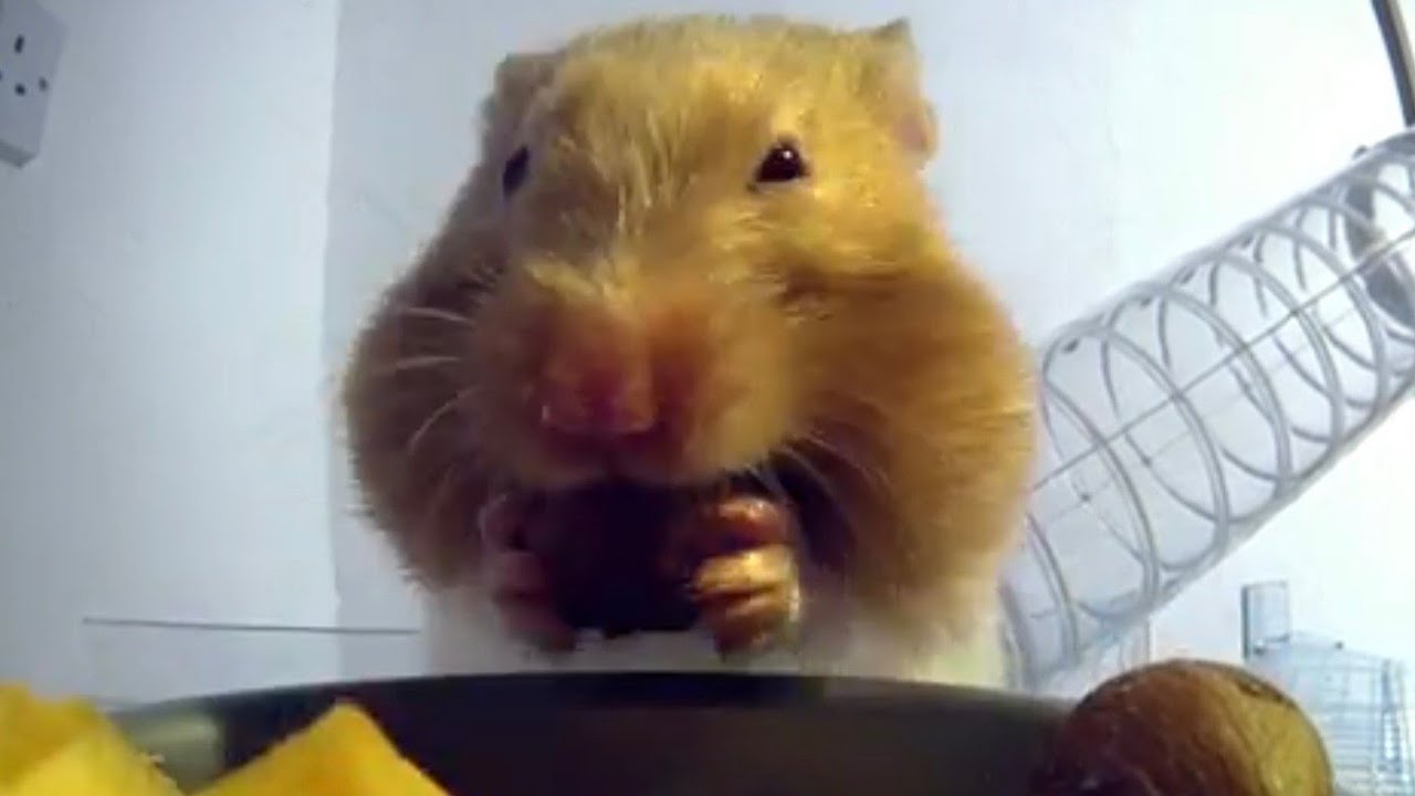 🐹 Hamster Eats All The Snacks Before Superbowl LX Game Even Starts! 🐹