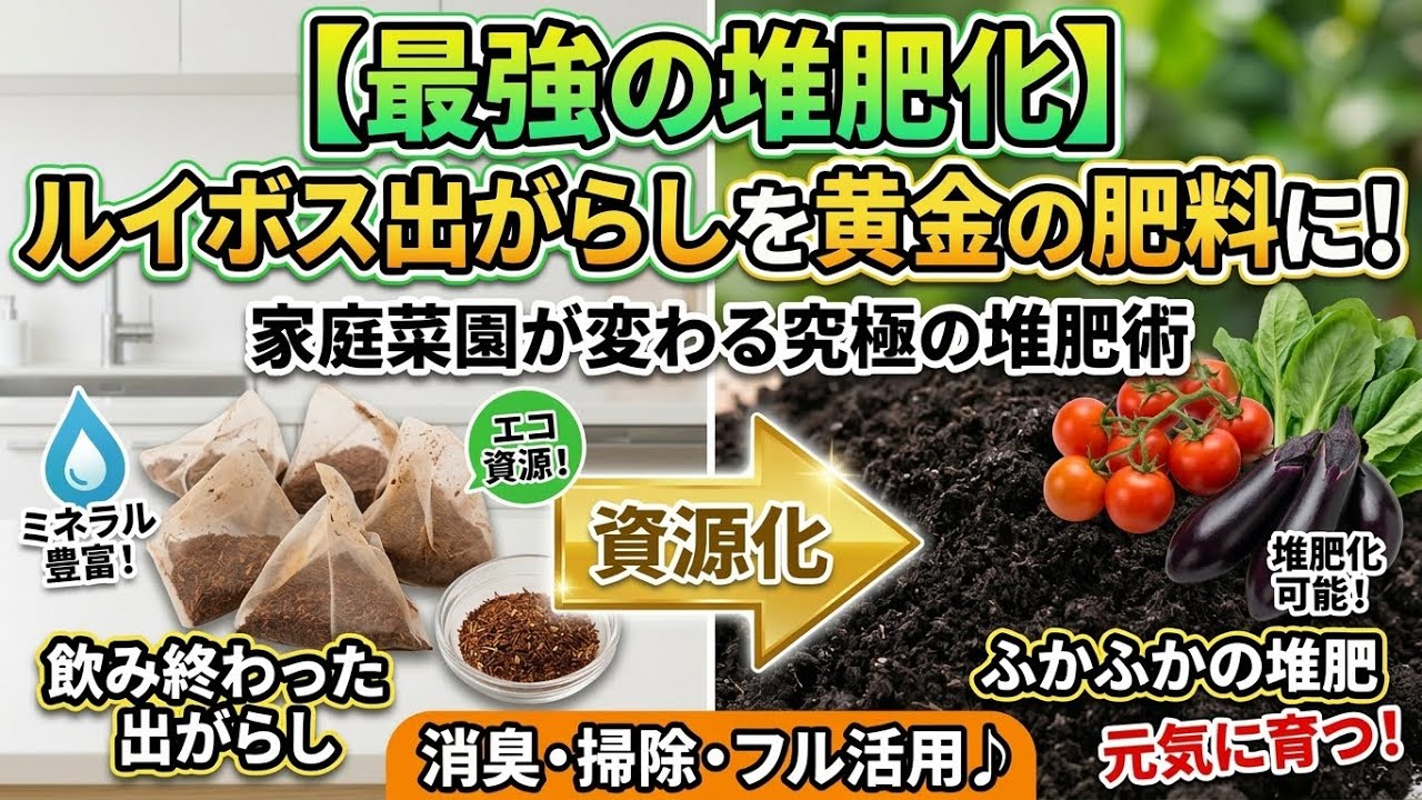 【最強の堆肥化】ルイボスティーの出がらしを「黄金の肥料」に変える！家庭菜園が変わる究極のエコ堆肥術｜捨てればゴミ、活かせば宝
