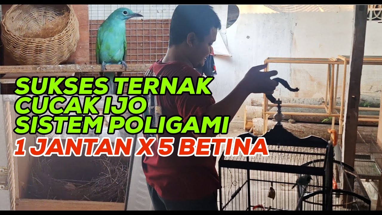PETERNAK SUKSES CUCAK IJO DARI BLITAR DENGAN SISTEM POLIGAMI 1 JANTAN 5 BETINA, PANEN TERUS
