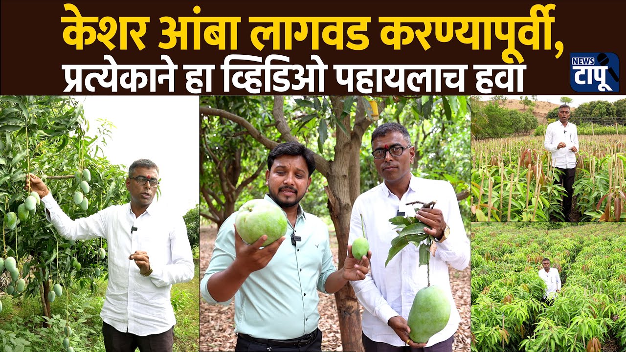 केशर आंबा लागवडीसाठी योग्य जमीन ,रोपे आणि अंतर संपूर्ण मार्गदर्शन | keshar mango | Kesar aamba  |