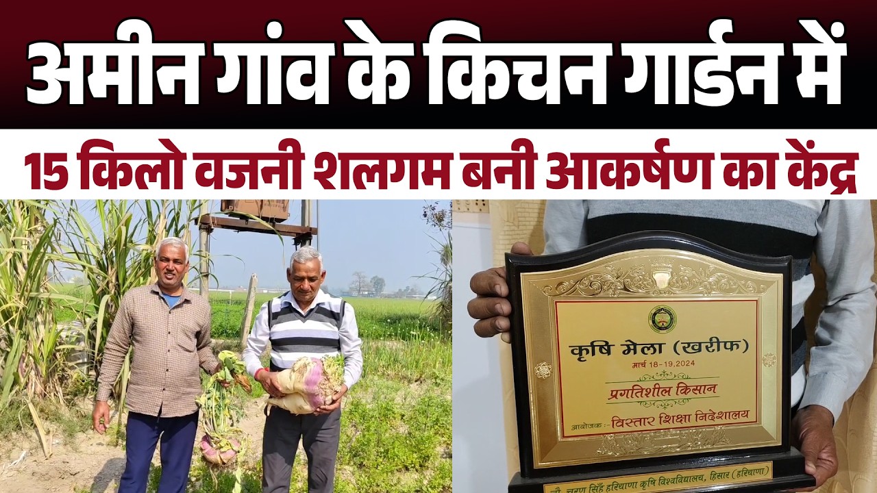 अमीन गांव के किचन गार्डन में 15 किलो वजनी शलगम बनी आकर्षण का केंद्र