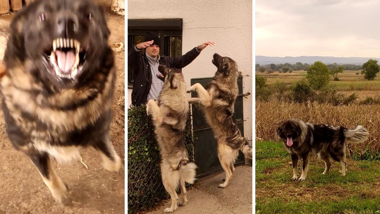 Sarplaninac - The Perfect Temperament for a Shepherd?