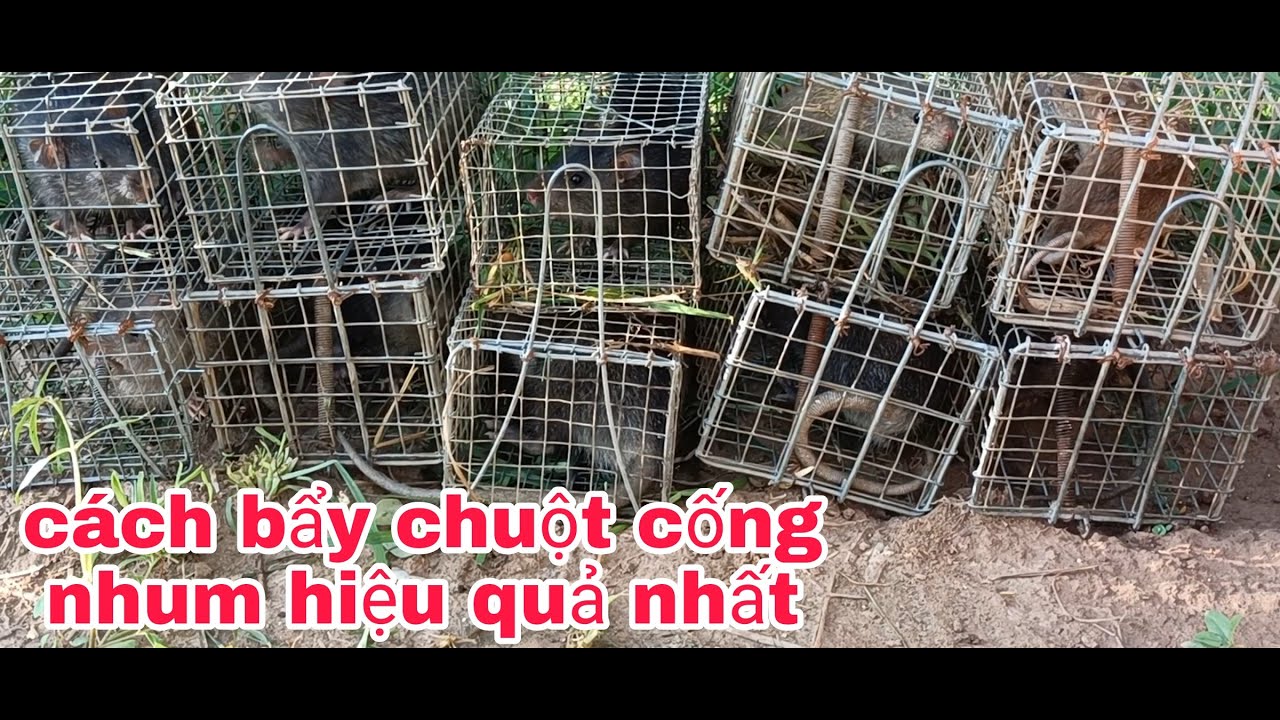 Hướng dẫn bẩy chuột cống nhum đơn giản hiệu quả , cái nào cũng dính