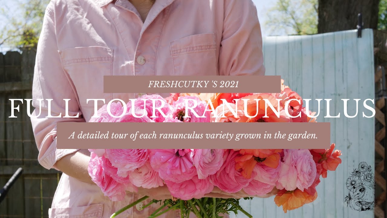 FULL TOUR: RANUNCULUS - 2021 FLOWER GARDEN - AMANDINE, LA BELLE, SUPER GREENS, AND MORE!