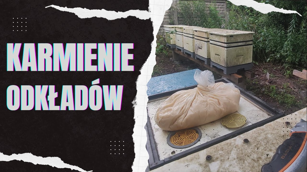 Karmienie odkładów, test nowego ciasta 5kg