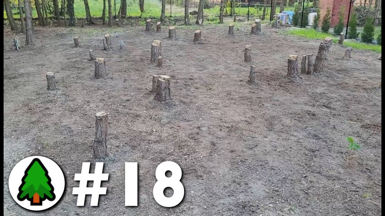 Wycięliśmy wszystkie drzewa! Czas na sprzątanie! | Działka w lesie 🌲 | Odcinek 18