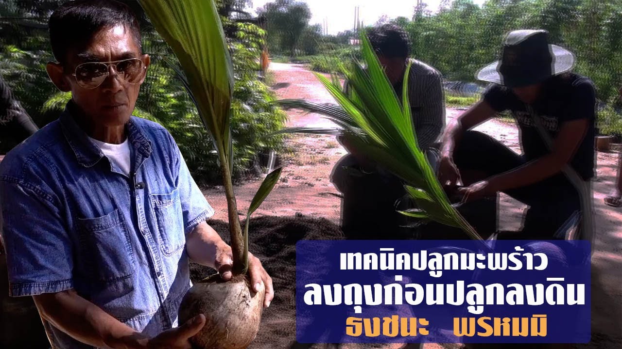 ปลูกมะพร้าวลงถุงก่อนปลูกลงดิน โดย อ.ธงชนะ พรหมมิ