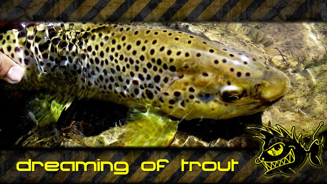 Dreaming of trout