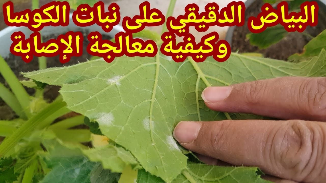 البياض الدقيقي على نبات الكوسا وكيفية معالجة الإصابة