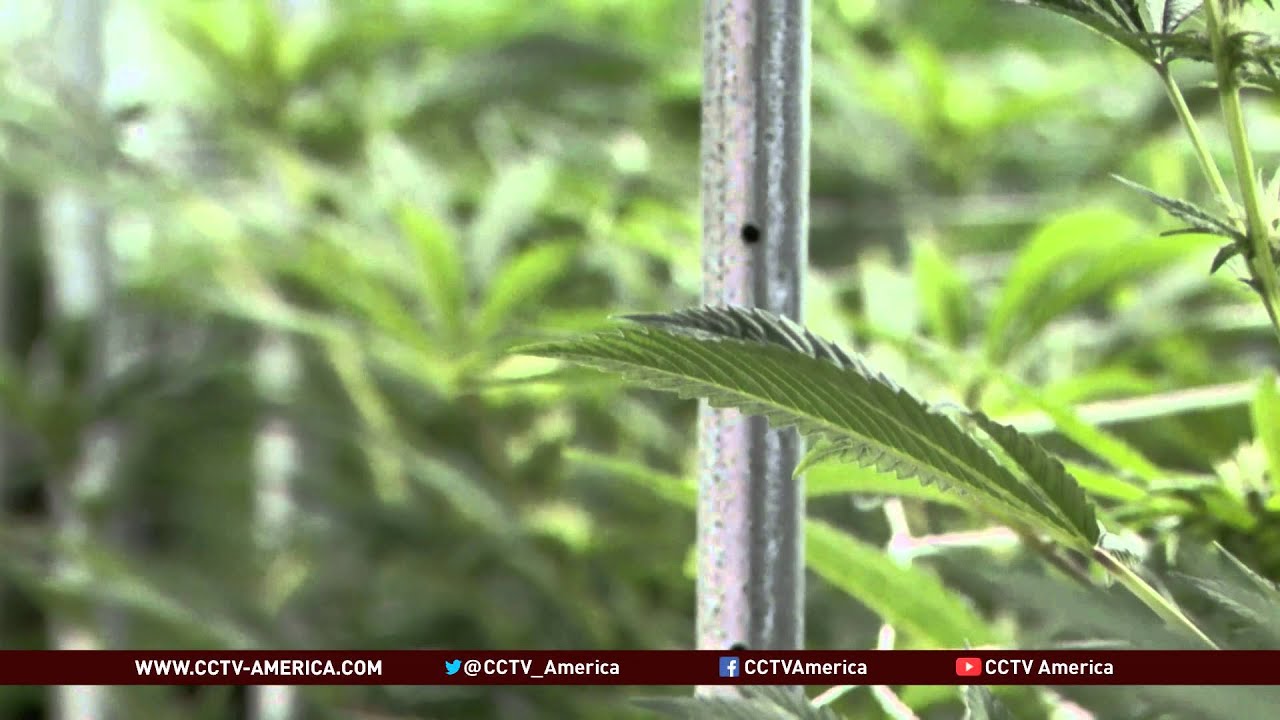 Edible Marijuana in Colorado