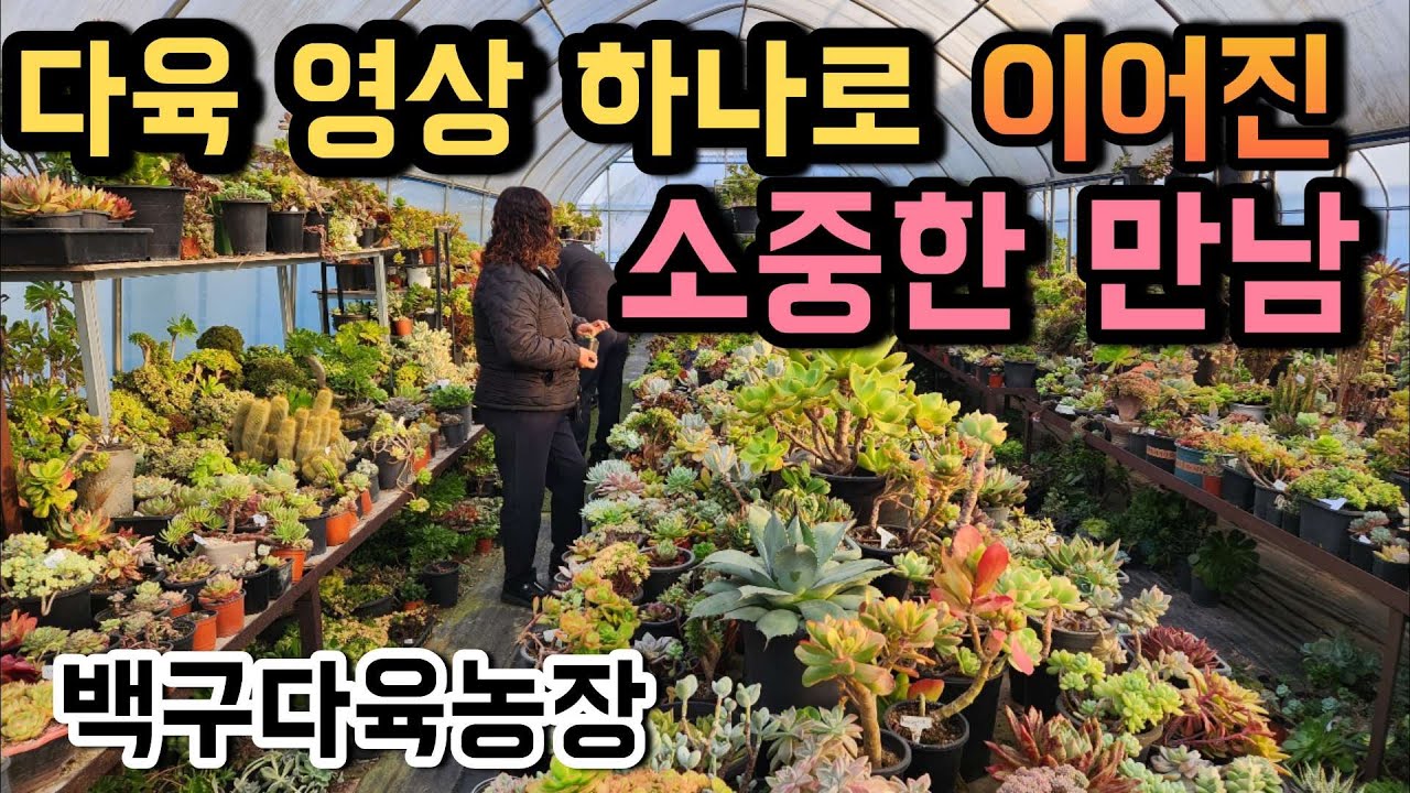 (택배함)1편과 2편 꼭 보시고 나서~~ “영상 보고 찾아와주신 손님” ㅣ#백구다육농장 ㅣ#신쌤의다다육선(多肉植物, succulent, たにくしょくぶつ)