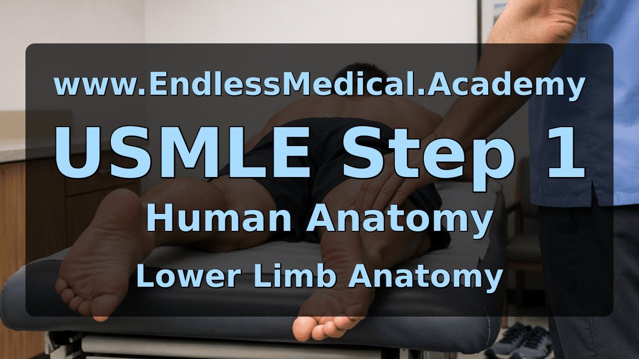Lower Limb Anatomy, Human Anatomy, USMLE Step 1 - Full Vignette with Extended Explanations