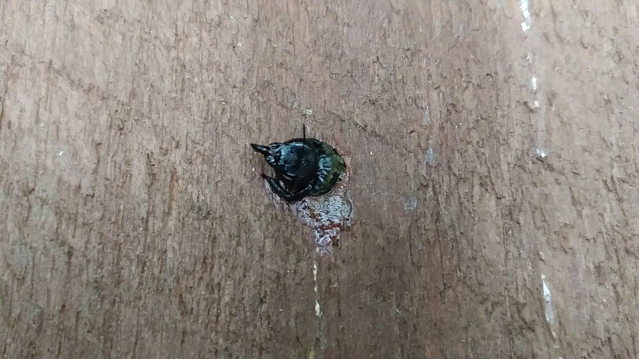 WD40 versus Boring Carpenter Bee
