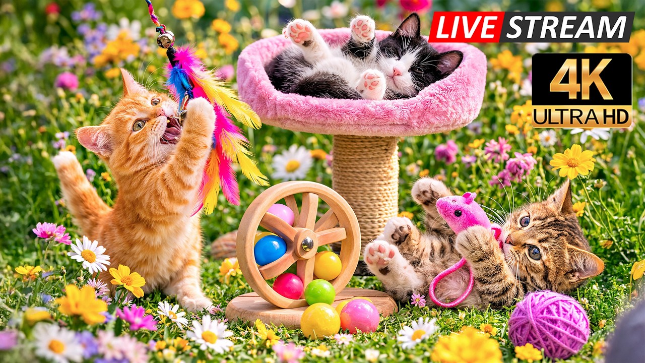 Deep Relaxation for Cats: 12H Soft Healing Music to Reduce Stress, Promote Sleep & Healing 😺 PET TV