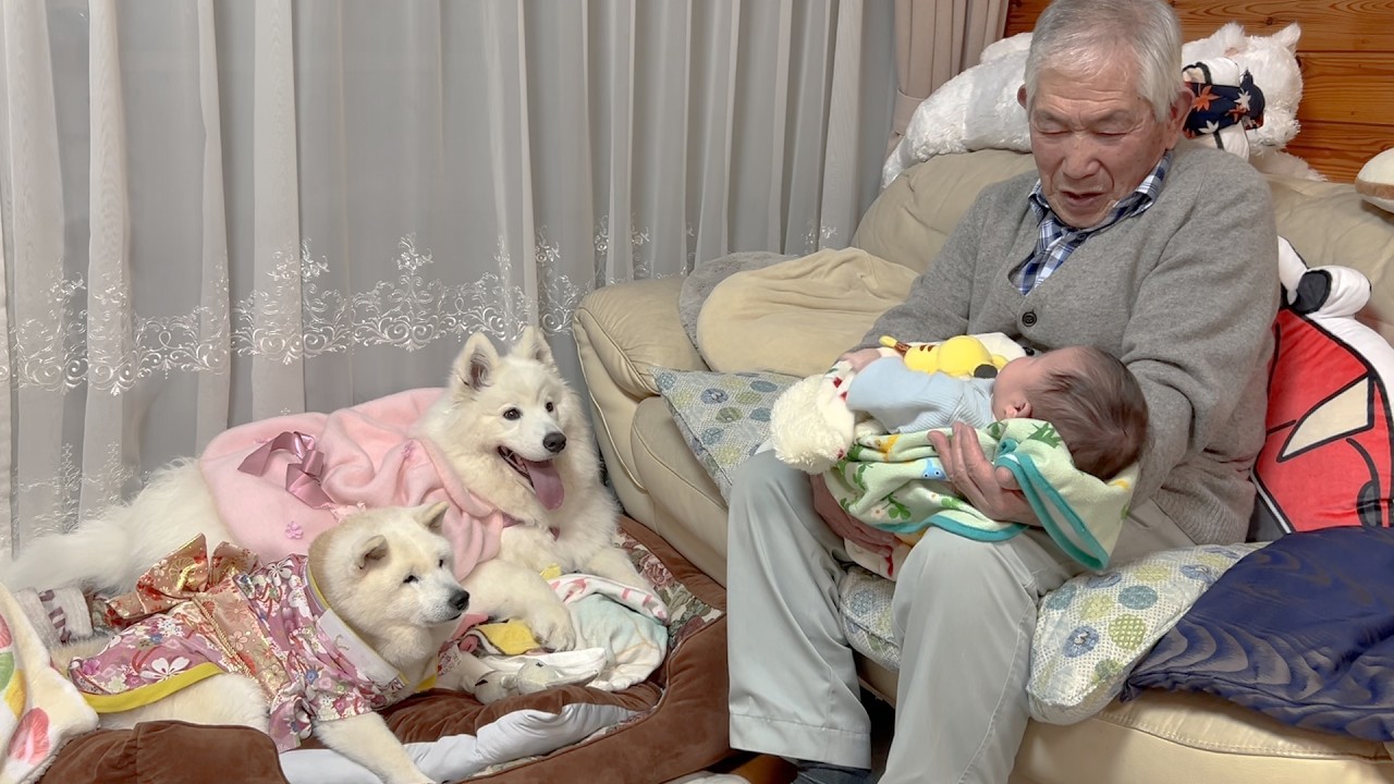 華やかな孫娘たちに囲まれて嬉しそうな執事ぃ＆ひな祭りご飯を大喜びで爆食いする柴犬とサモエド