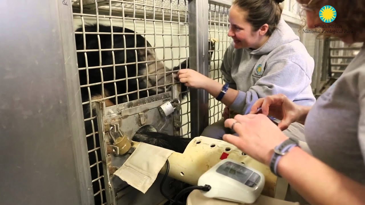 Training: Measuring Sloth Bear Blood Pressure at the Smithsonian's National Zoo