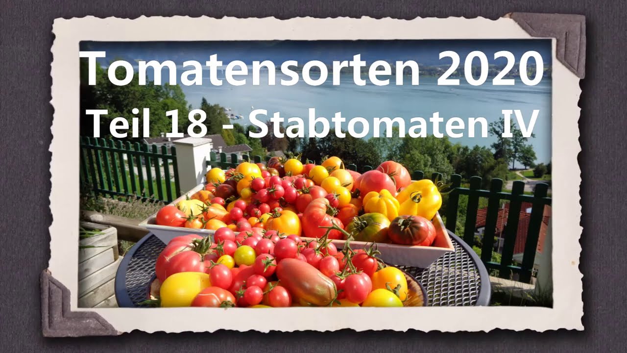 Tomatensorten 2020 Teil 18 - Stabtomaten IV