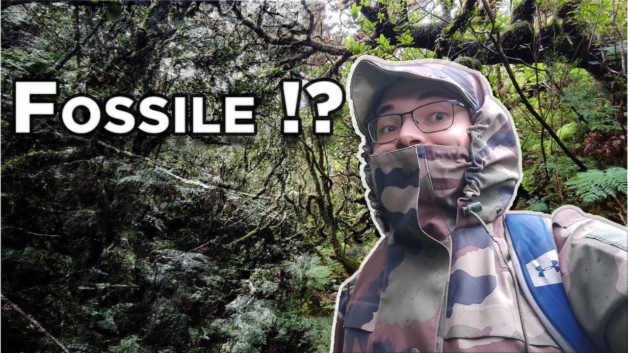 La Laurysilve : pourquoi cette forêt est une des plus rares au monde ?