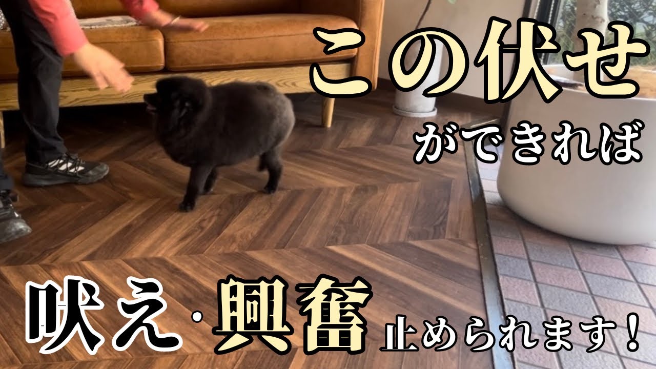 【犬のしつけ】吠えや興奮も止められる！伏せの教え方
