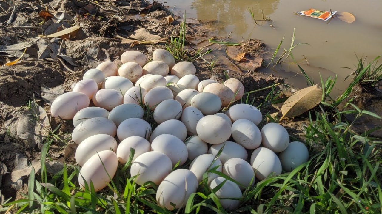 Amazing Hand Skills | Collecting Duck Eggs in the Wild