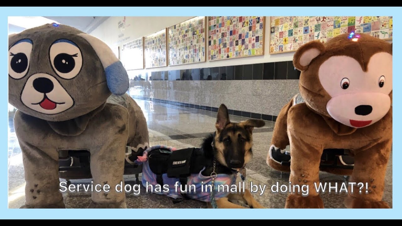 SERVICE DOG GOES TO THE MALL + training vlog