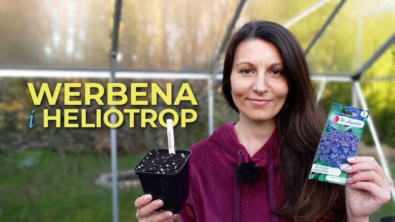 Darmowe rośliny! - Wysiew Werbeny Patagońskiej i Heliotropu Peruwiańskiego.