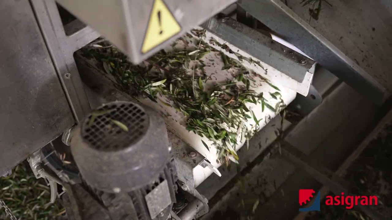 ¡PRECISIÓN ABSOLUTA! EL SECRETO DE LA LIMPIEZA DE ACEITUNA CON TECNOLOGÍA ASIGRAN