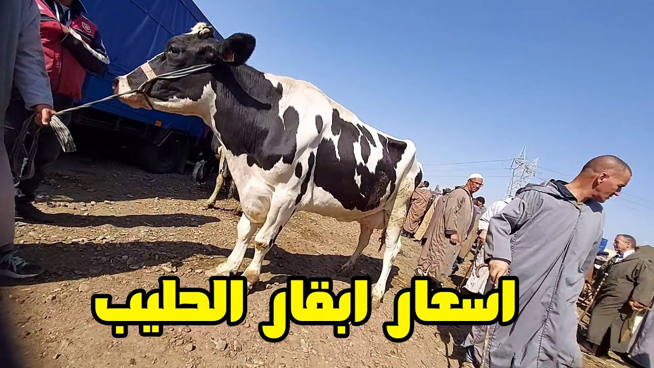 أسعار ابقار في سوق خميس مليانة للمواشي