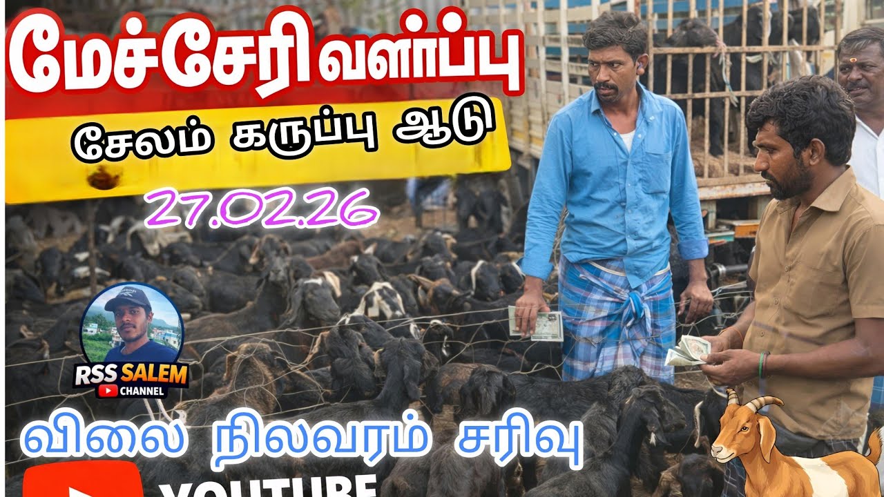 சேலம் கருப்பு வளர்ப்பு ஆடு குட்டிகள் விற்பனை சரிவு #cow #bull #goat #goatfarming #animals #video 
