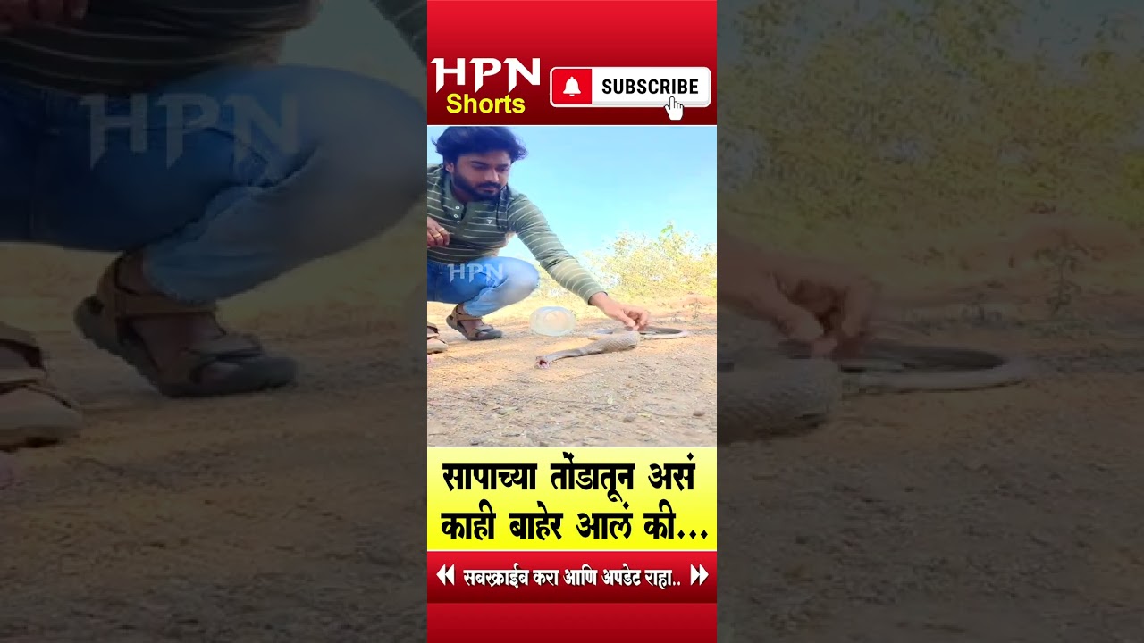 सापाच्या तोंडातून असं काही बाहेर आलं की...| HPN MARATHI NEWS #shorts #short  #shortvideo #shortsfeed
