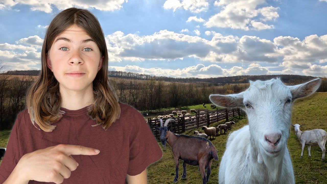 Au fugit caprele de acasă! + Am adus toate caprele acasă de la turmă!🐐