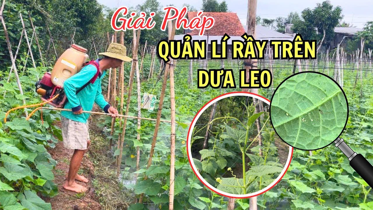 Rầy phấn trắng, rầy mềm trên Dưa leo và giải pháp quản lí