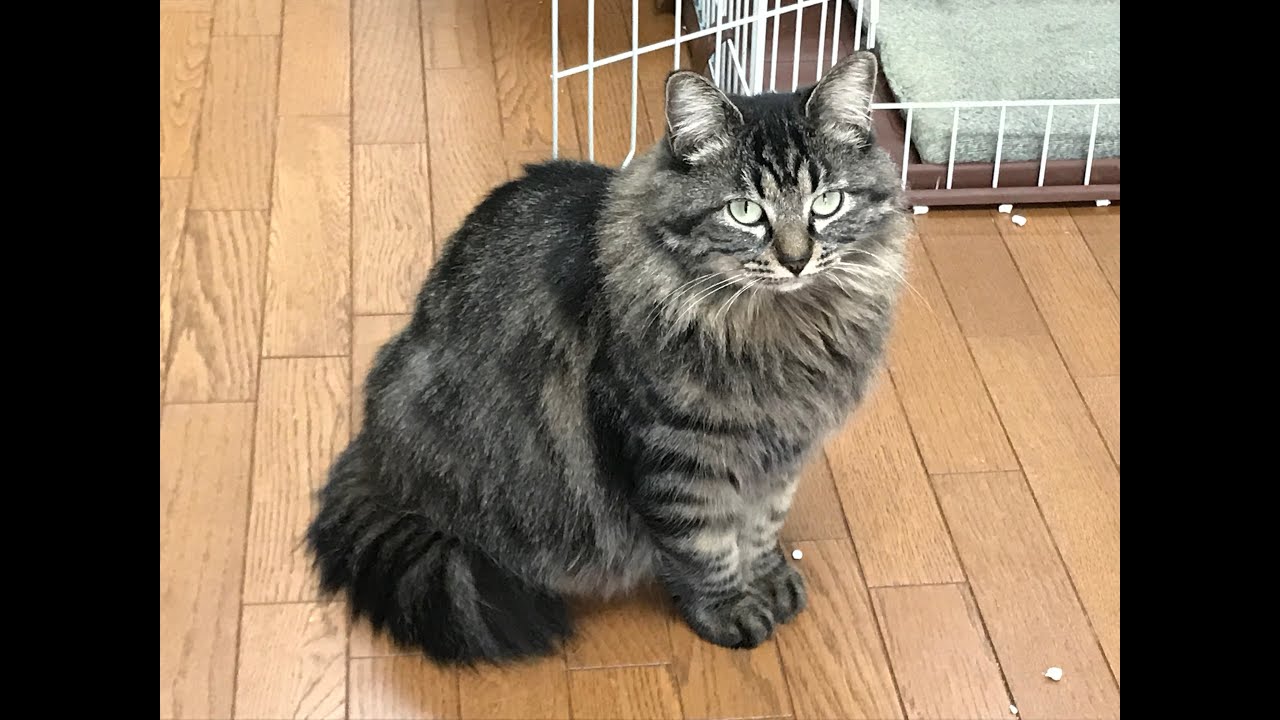 野良猫が飼い猫になるまで。⑤チイコの場合　How a Stray Cat Becomes a House Cat: Chico's Case.