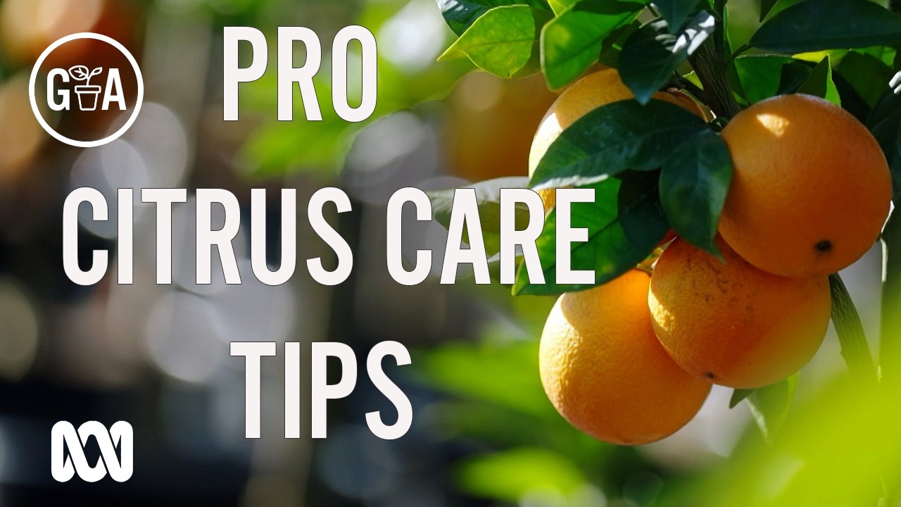 Pro tips for citrus care + try some lesser-known varieties! | Gardening Australia