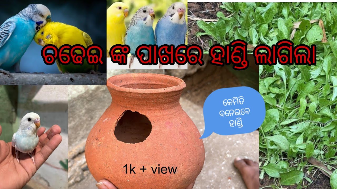 ଚଢେଇ ଙ୍କ ପାଖରେ ହାଣ୍ଡି ଲାଗିଲା 🎁 କେମିତି ବନେଇବେ ହାଣ୍ଡି ❣️