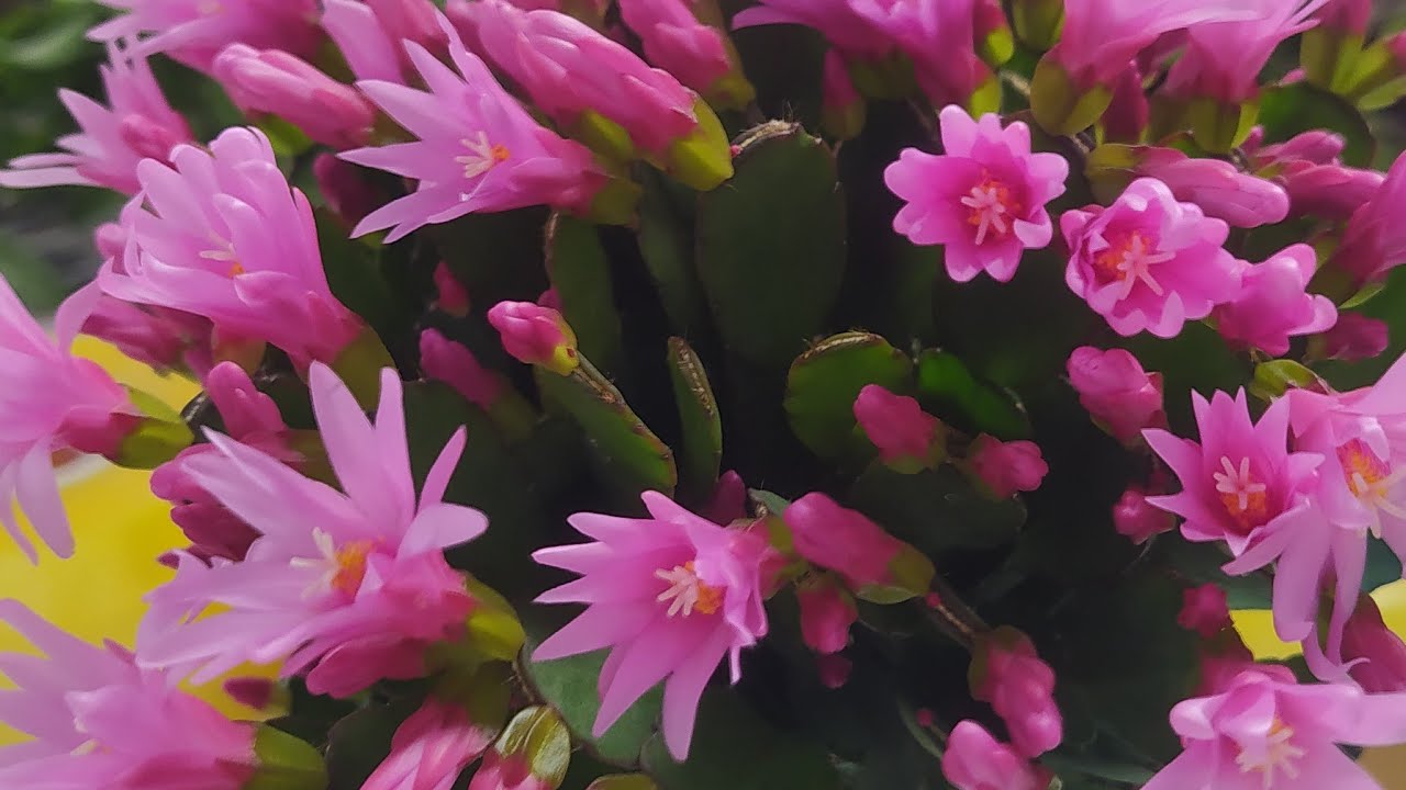 Hoa lan Berry đang phát trực tiếp!