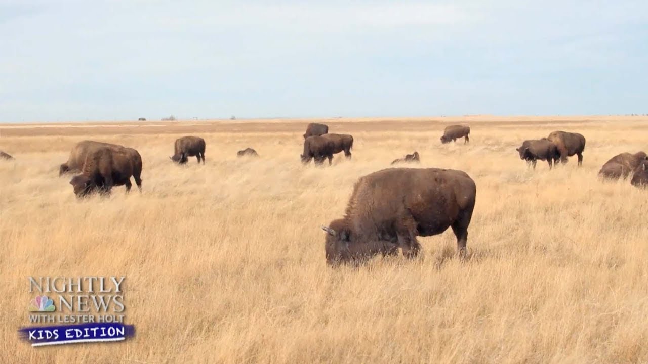 How Some Ranchers Are Saving The American Bison | Nightly News: Kids Edition