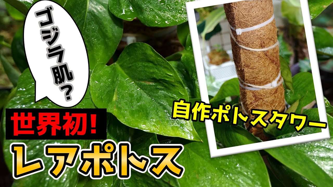 【世界初の見た目に驚愕！】”即ポチすべき”人気観葉植物がこちらです♪【ポトスタワーの作り方】【支柱で巨大化ポトスの育て方】
