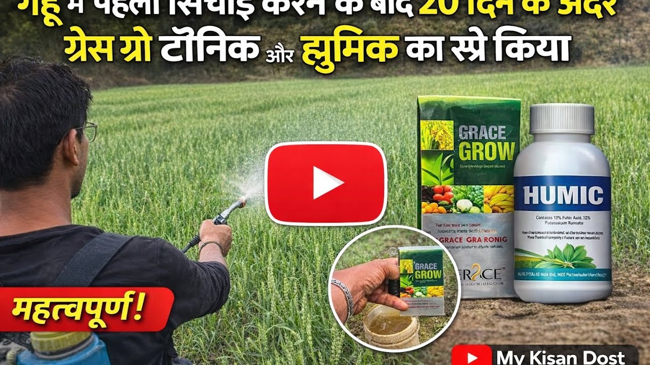गेहूं में पहली सिंचाई के 20 दिन बाद ग्रेस ग्रो टॉनिक और ह्यूमिक का सही उपयोग 🌾