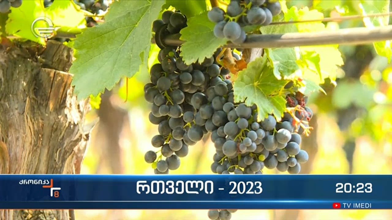 რთველი - 2023