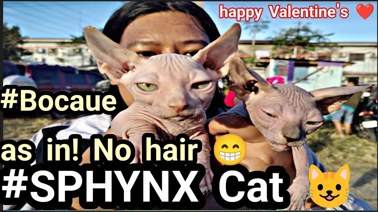 #Pusa Market#SPHYNX Na pusa #Kalbo literal #Happy Valentine's day bocaue petmarket 🤩❤️🥰
