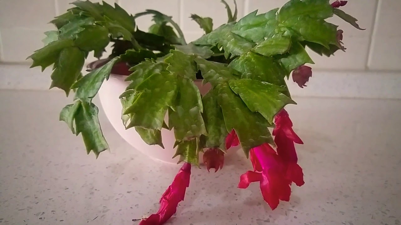 YILBAŞI ÇİÇEĞİ NASIL ÇOĞALTILIR? Christmas Cactus nasıl çoğaltılır?