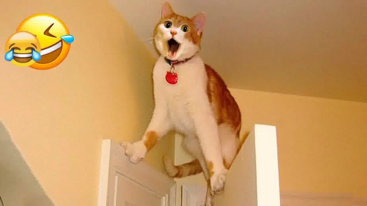 Try Not To Laugh 🍃 Funniest Cats & Dogs 😻 Funny Animals