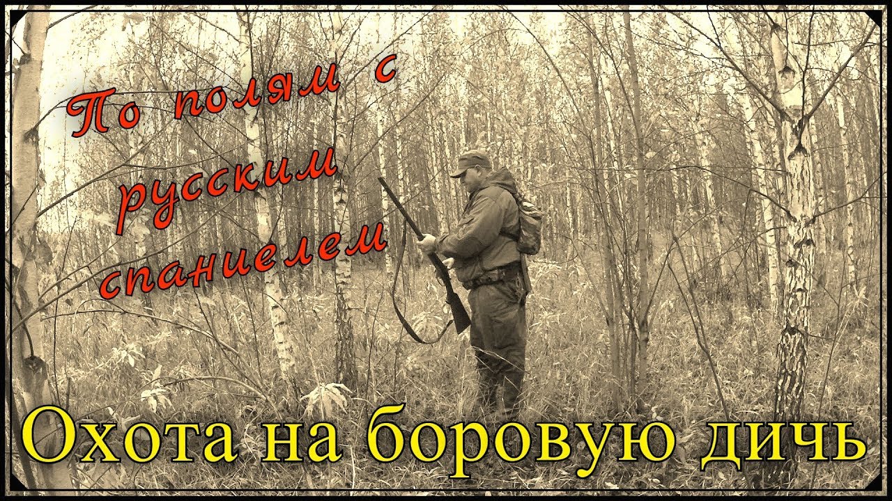 Охота на боровую дичь. С русским спаниелем по полям. Работа спаниеля по зайцу.